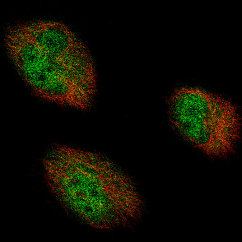 IF staining of U-251 MG cells using the Anti-AUTS2 monoclonal antibody, showing specific staining in the nucleoplasm and cytosol in green. Microtubule- and nuclear probes are visualized in red and blue respectively (where available).