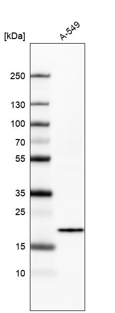 Western blot analysis in human cell line A-549.