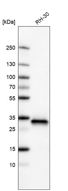 Western blot analysis in human cell line RH-30.