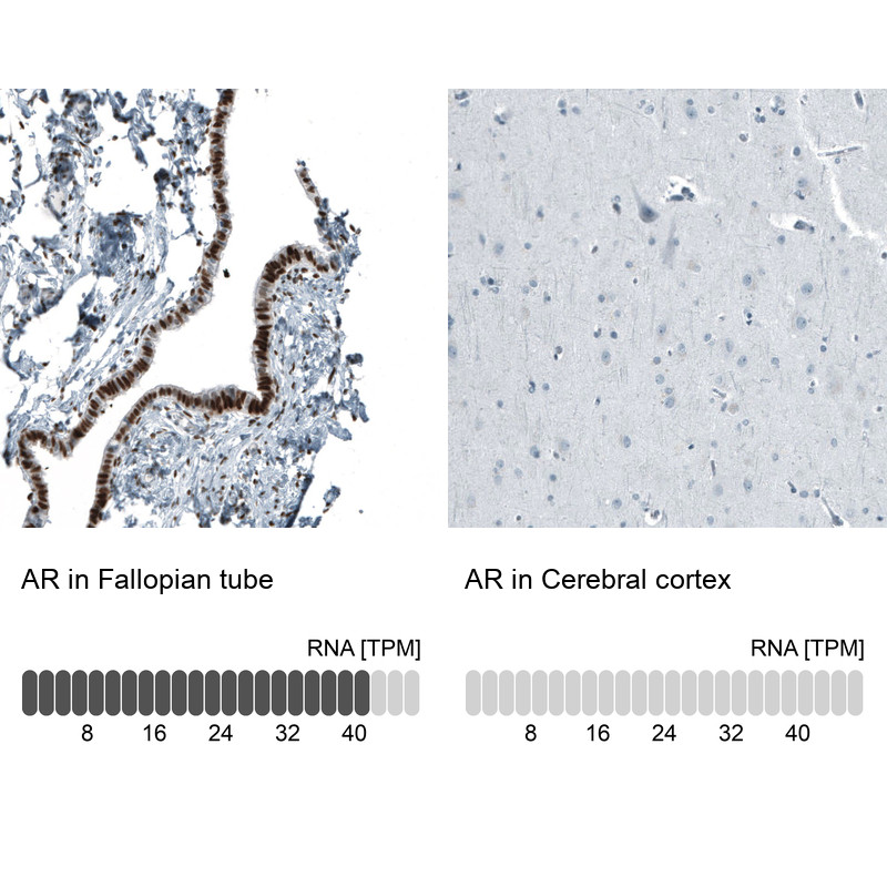 Immunohistochemistry analysis in human fallopian tube and cerebral cortex tissues using AMAb91547 antibody. Corresponding AR RNA-seq data are presented for the same tissues.
