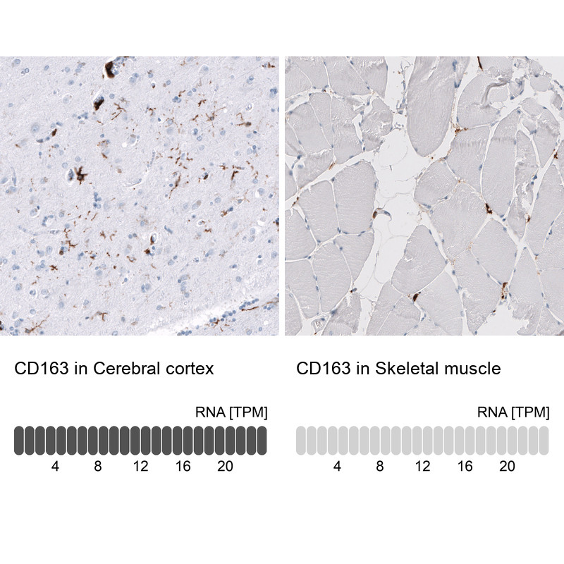 Immunohistochemistry analysis in human cerebral cortex and skeletal muscle tissues using AMAb91646 antibody. Corresponding CD163 RNA-seq data are presented for the same tissues.