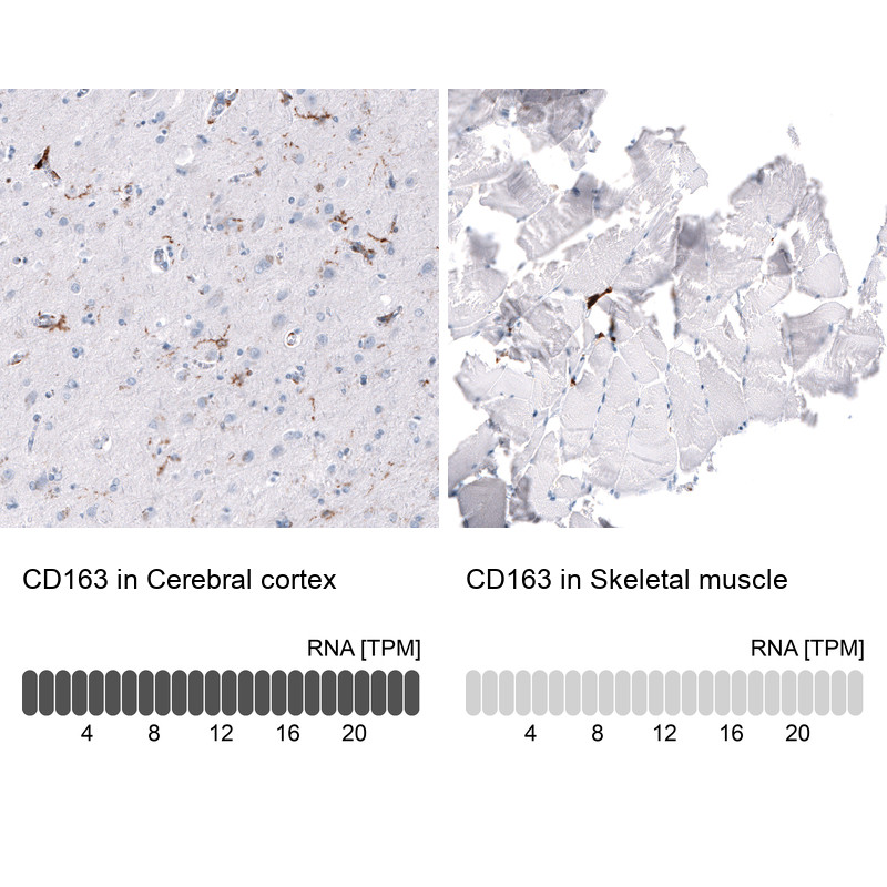 Immunohistochemistry analysis in human cerebral cortex and skeletal muscle tissues using AMAb91648 antibody. Corresponding CD163 RNA-seq data are presented for the same tissues.