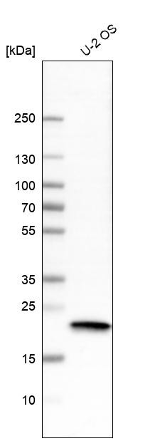 Western blot analysis in human cell line U-2 OS.