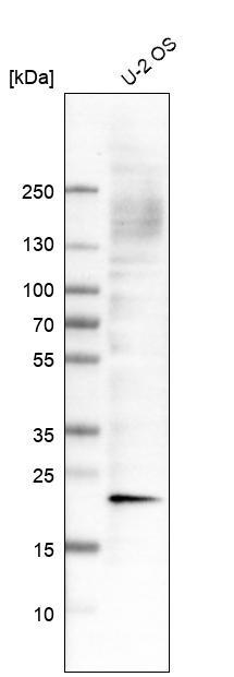 Western blot analysis in human cell line U-2 OS.