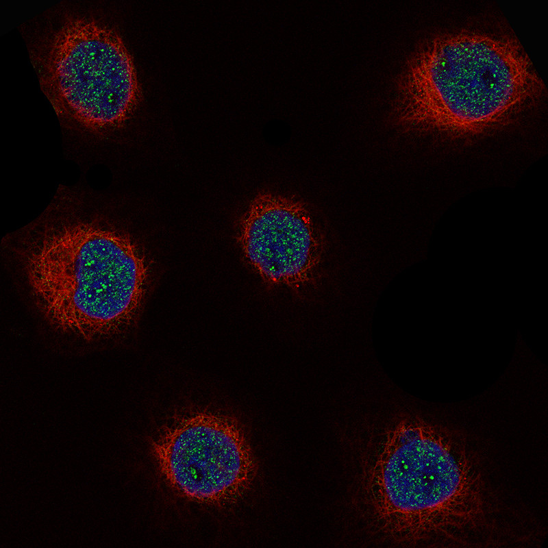 Immunofluorescence staining of A-431 cells using the Anti-CCND1 monoclonal antibody, showing localization in nuclear speckles and nucleoli fibrillar center in green. Microtubule- and nuclear probes are visualized in red and blue, respectively.