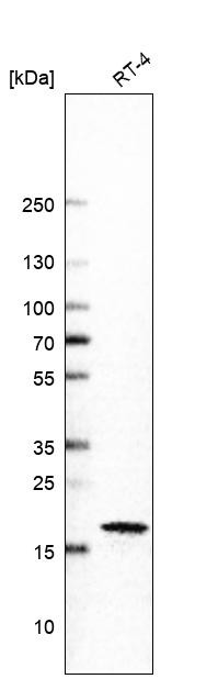 Western blot analysis in human cell line RT-4.