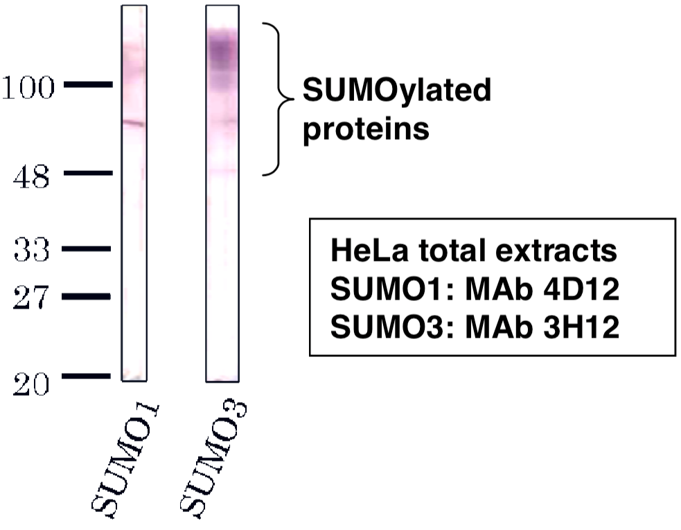 Immunoblot analysis of SUMO1 antibody (4D12) and SUMO3 antibody (3H12) on HeLa cell extracts.