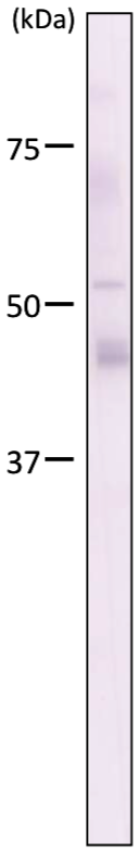 Immunoblot analysis of Oct4/Pou5f1 antibody (1C10) on mouse ES total extracts.