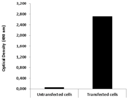 Figure 2. ELISA.Lysates of HeLa cells untransfected and ICAFectin441-transfected with a plasmid encoding mouse WDR45L were coated in 96 wells plate. Wells were stained with mouse anti-mouse WDR45L serum and HRP goat anti rat IgG secondary antibody.