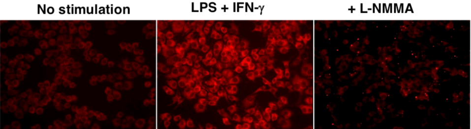 Figure 3. Immunofluorescence analysis of endogenous guanine nitration in murine macrophage cell line RAW 264.7.