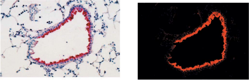 Figure 1. Immunostaining of influenza virus-infected mouse lung epithelial cells.