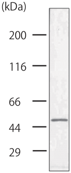 Figure 1. Western blot analysis.
Whole cell lysate prepared from DLD-1 human colorectal adenocarcinoma cell line was immunoblotted with RL273 antibody (1:200 dilution). The antibody detected a polypeptide band for keratin 8 at approximately 50 kDa.