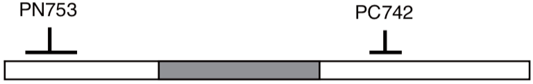 Figure 2. The locations of epitopes for Plectin antibodies.
Clones PN753 and PC742 were obtained by immunizing mice with the NH2- (173-595 aa) or the COOH-terminal (2,930-3,153 aa) regions of human Plectin (4,574 aa). Grey box represents a predicted coiled-coil region (1,300-2,600 aa).