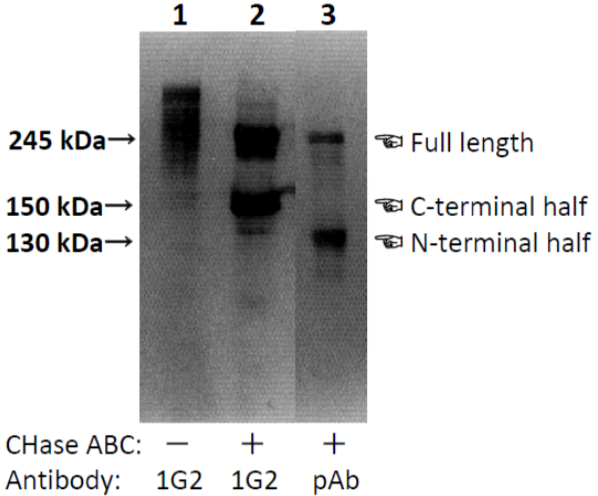 Figure 1. Characterization of Neurocan peptides pAb and Neurocan peptides mAb (clone 1G2) with samples obtained from 10-day-old rat brain.
The PBS-soluble brain CSPG mixture of 10-day-old rats (lane 1) and the brain PBS-extract digested with chondroitinase ABC (lanes 2 and 3) were separated by SDS-PAGE. Neurocan peptides pAb recognized a very diffuse band with the same mobility as that recognized by Neurocan peptides mAb (clone 1G2). Monoclonal antibody (clone 1G2) recognized both 220 and 150 kDa core glycoproteins in the chondroitinase-digested sample. Polyclonal antibody recognized not only the 220 kDa core glycoprotein but also that with a molecular weight of 130 kDa in both (Ref.3).