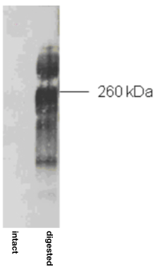 Figure 1. SDS-PAGE on 3-8% linear gradient gels under reducing conditions of purified human articular cartilage aggrecan prior to (intact) and after combined keratanase I, endo-galactosidase and chondroitinase ABC-digestion.
