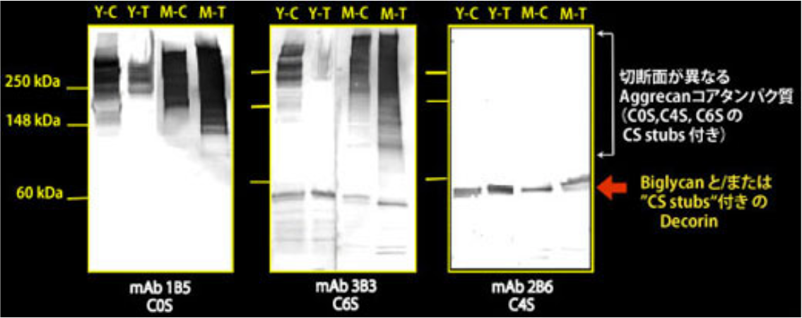 Figure 2. Western blot analysis of chondroitin sulfate detection antibodies 1B5, 2B6 and 3B3 using HCl extract of bovine tendon.
Aging (Y: young, M: mature)
State of tendon (C: compressed, T: tensional)