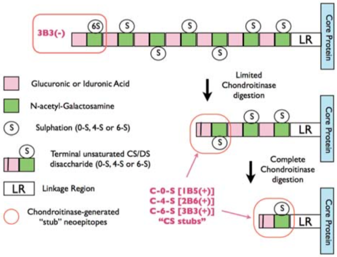 Figure 1. Epitope mapping scheme of chondroitin sulfate-detecting antibody clones 1B5, 2B6 and 3B3.