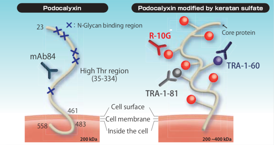Figure 1. Pluripotent cell epitopes on the Podocalyxin molecular structure.