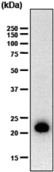 Recombinant human ChM-1 (5 ng) was subjected to immunoblot analysis using hChM-2 antibody at 1/100 dilution.