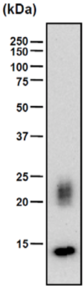 Immunoblot analysis. Rib cartilage extract (2.5 μg protein) from 4-week-old rat was subjected to immunoblot analysis using bChM-8 antibody at 500-fold dilution. ChM-1 is detected as a diffuse band of 20-25 kDa due to variation in glycosylation. This antibody also detects the N-terminal glycosylation domain-deleted form of ChM-1(14 kDa ChM-1).