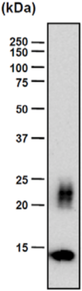 Immunoblot analysis. Rib cartilage extract (2.5 μg protein) from 4-week-old rat was subjected to immunoblot analysis using bChM-9 antibody at 500-fold dilution. ChM-1 is detected as a diffuse band of 20-25 kDa due to variation in glycosylation. This antibody also detects the N-terminal glycosylation domain-deleted form of ChM-1(14 kDa ChM-1).