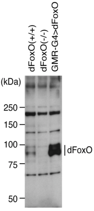 Immunoblot analysis of dFoxO in the fly brain. Lysates were stained with anti-dFoxO antibody (1:3000 dilution) and detected with ECL Plus reagent.