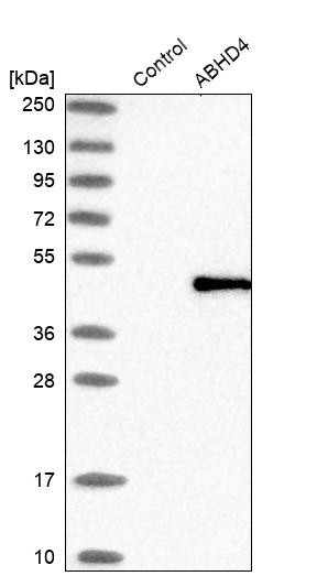 Western blot analysis in control (vector only transfected HEK293T lysate) and ABHD4 over-expression lysate (Co-expressed with a C-terminal myc-DDK tag (~3.1 kDa) in mammalian HEK293T cells, LY411808).