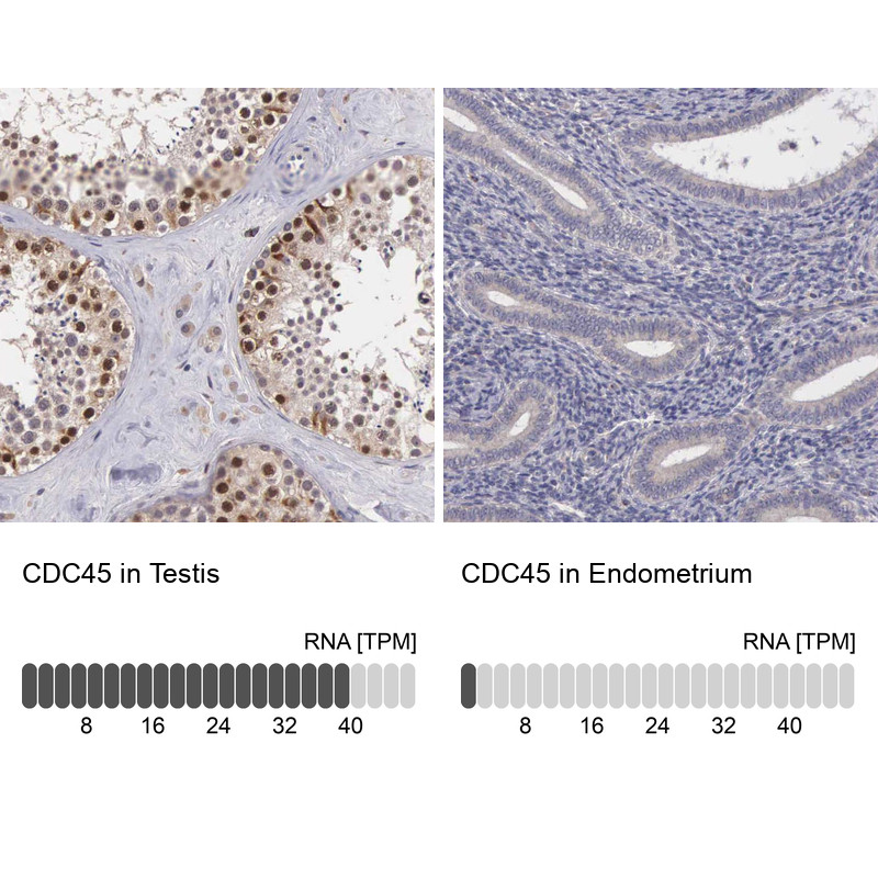 Immunohistochemistry analysis in human testis and endometrium tissues using Anti-CDC45 antibody. Corresponding CDC45 RNA-seq data are presented for the same tissues.