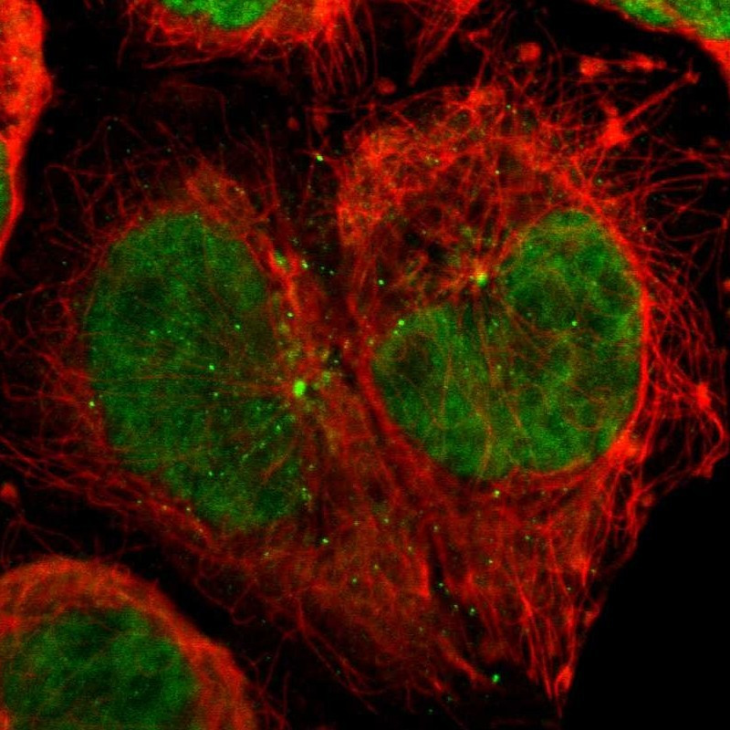 Immunofluorescent staining of human cell line A-431 shows localization to nucleoplasm & centrosome.