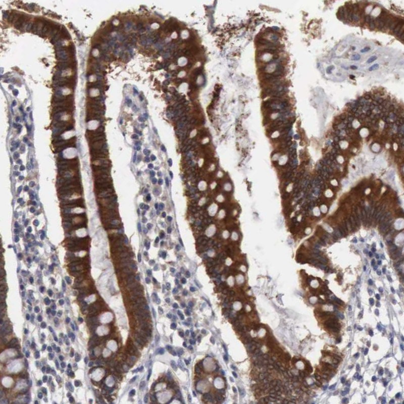 Immunohistochemical staining of human small intestine shows strong cytoplasmic positivity in glandular cells.