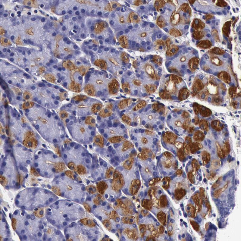 Immunohistochemical staining of human stomach shows strong cytoplasmic positivity in glandular cells.