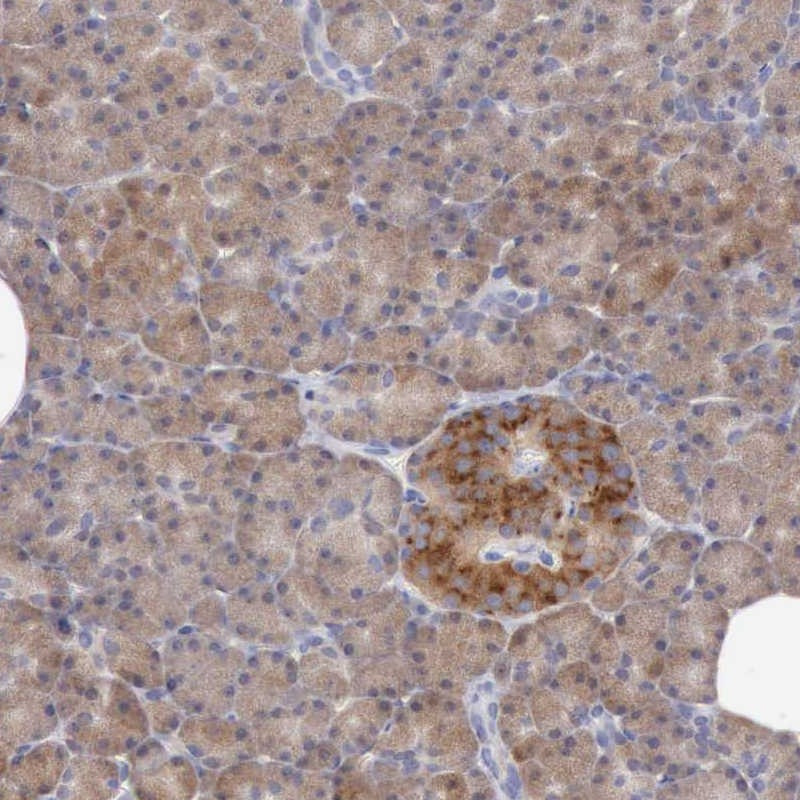 Immunohistochemical staining of human pancreas shows cytoplasmic positivity in endocrine cells.