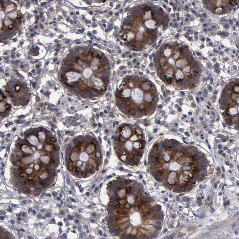 Immunohistochemical staining of human small intestine shows strong cytoplasmic positivity in glandular cells.