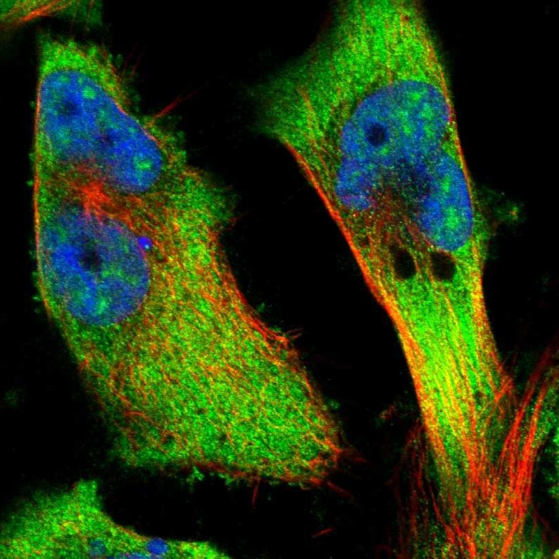 Immunofluorescent staining of human cell line U-251 MG shows localization to nuclear speckles & cytosol.