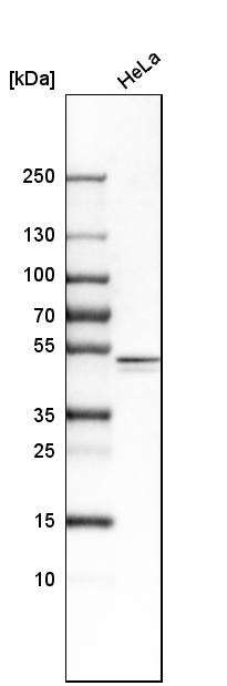 Western blot analysis in human cell line HeLa.