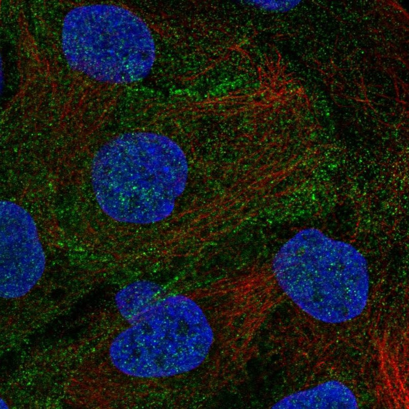 Immunofluorescent staining of human cell line HaCaT shows localization to cell junctions.
