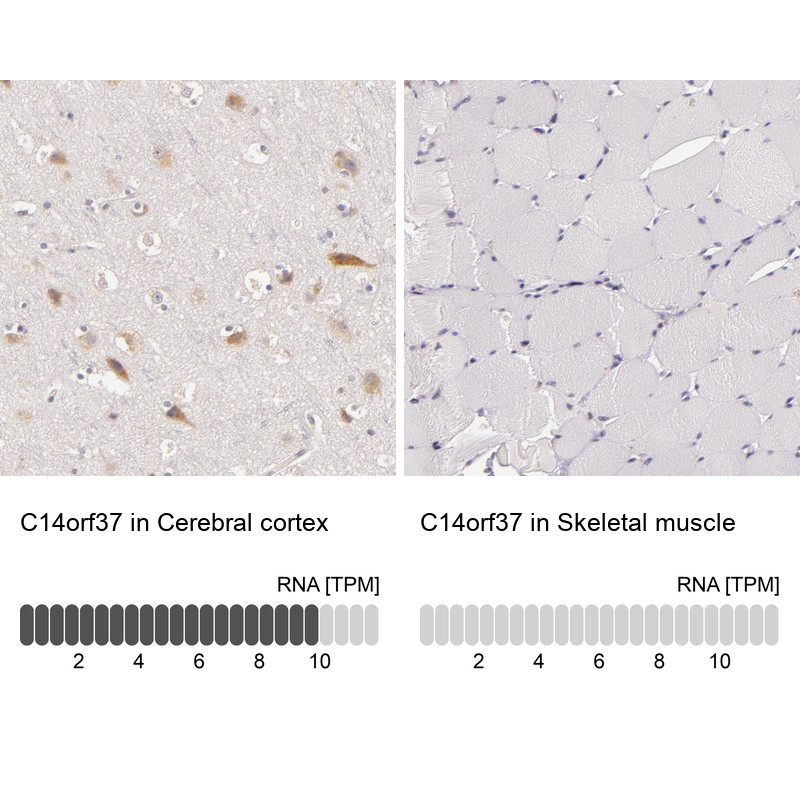 Immunohistochemistry analysis in human cerebral cortex and skeletal muscle tissues using Anti-C14orf37 antibody. Corresponding C14orf37 RNA-seq data are presented for the same tissues.