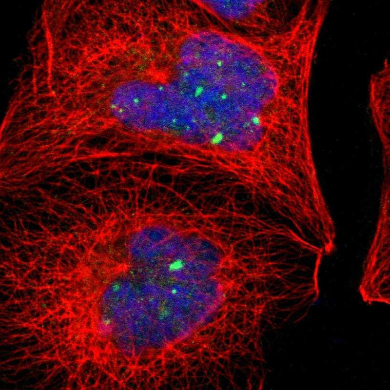 Immunofluorescent staining of human cell line A-431 shows localization to nuclear bodies.