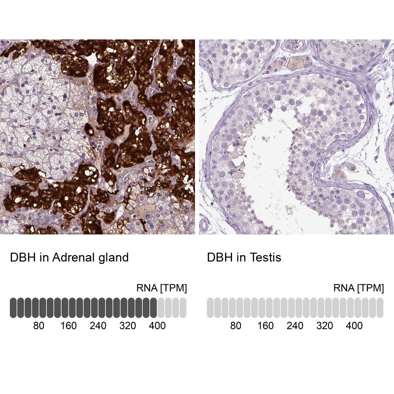 Immunohistochemistry analysis in human adrenal gland and testis tissues using HPA002130 antibody. Corresponding DBH RNA-seq data are presented for the same tissues.
