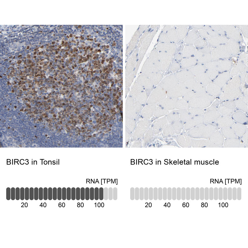 Immunohistochemistry analysis in human tonsil and skeletal muscle tissues using HPA002317 antibody. Corresponding BIRC3 RNA-seq data are presented for the same tissues.