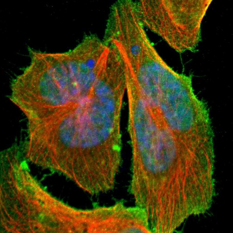 Immunofluorescent staining of human cell line U-2 OS shows localization to nucleus & plasma membrane.