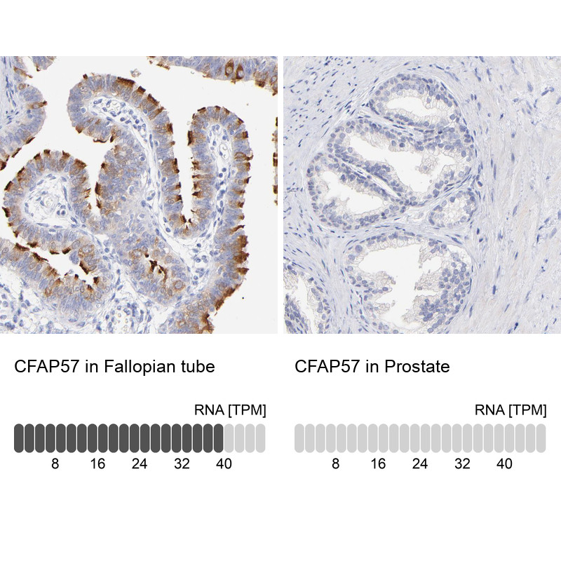 Immunohistochemistry analysis in human fallopian tube and prostate tissues using HPA002736 antibody. Corresponding CFAP57 RNA-seq data are presented for the same tissues.