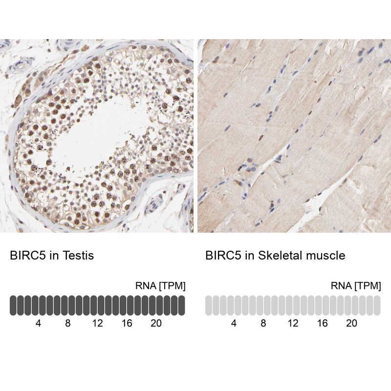 Immunohistochemistry analysis in human testis and skeletal muscle tissues using HPA002830 antibody. Corresponding BIRC5 RNA-seq data are presented for the same tissues.