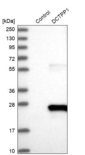 Western blot analysis in control (vector only transfected HEK293T lysate) and DCTPP1 over-expression lysate (Co-expressed with a C-terminal myc-DDK tag (~3.1 kDa) in mammalian HEK293T cells, LY411367).