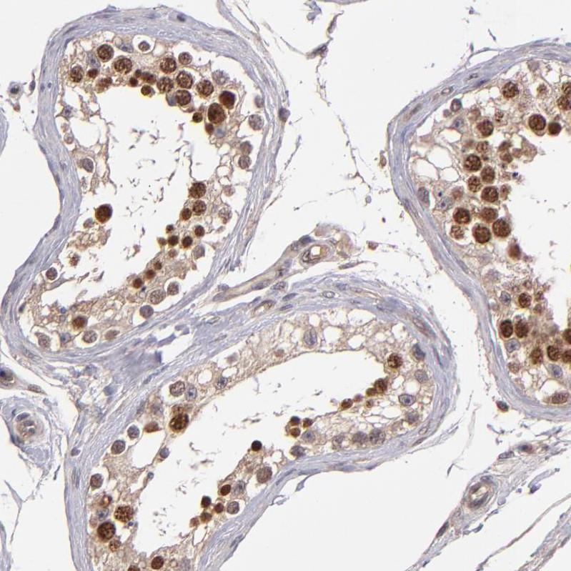 Immunohistochemical staining of human testis shows strong nuclear positivity in cells in seminiferous ducts.