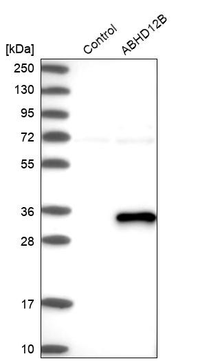 Western blot analysis in control (vector only transfected HEK293T lysate) and ABHD12B over-expression lysate (Co-expressed with a C-terminal myc-DDK tag (~3.1 kDa) in mammalian HEK293T cells, LY405695).
