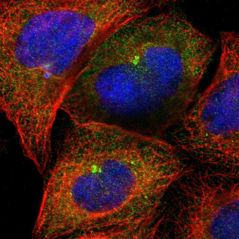Immunofluorescent staining of human cell line A-431 shows localization to cytosol & microtubule organizing center.