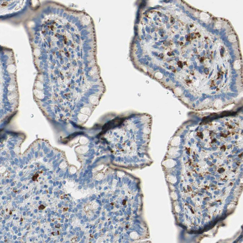 Immunohistochemical staining of human small intestine shows moderate to strong granular cytoplasmic positivity in glandular and lymphoid cells.