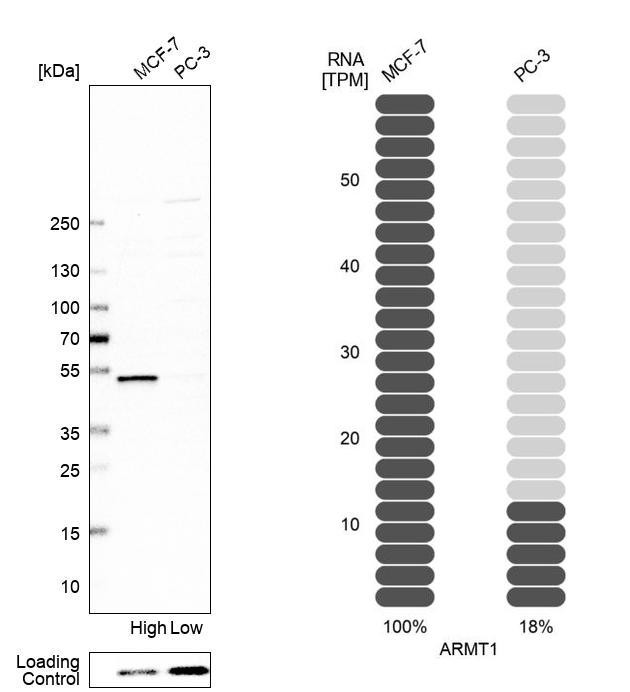 Western blot analysis in human cell line MCF-7 and human cell line PC-3.