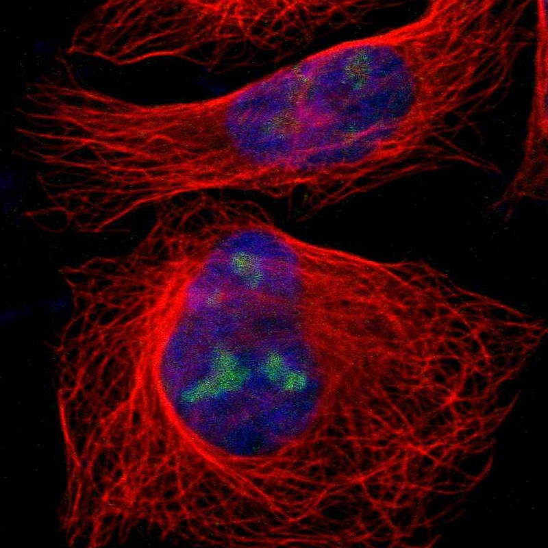 Immunofluorescent staining of human cell line U-2 OS shows localization to nucleus & nucleoli.